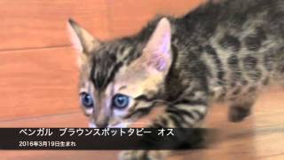 ベンガル  ブラウンスポットタビー  オス  2016年3月19日生まれ