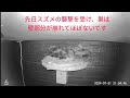 ツバメのヒナが熟睡しすぎて巣から落ちてしまう瞬間を捉えた映像