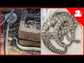 Marissa's Craziest Snake Call! THREE Speckled Rattlesnakes at One Home!