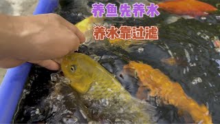 2个鱼池2种过滤方式2个月不换水，水清鱼靓是怎么做到的