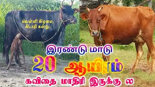 20 ஆயிரம் கொடுத்து இரண்டு  மாடு வாங்க!!|20k for two cows