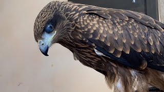 SHIKRA (hawk) / BLACK KITE (eagle) / FALCONERY /