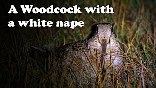 A rare Eurasian woodcock with a white nape