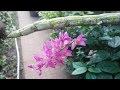 My Unique Orchid - Dendrobium secundum #Tooth brush orchid