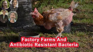 Factory Farms Have Become Breeding Grounds For Antibiotic Resistant Bacteria