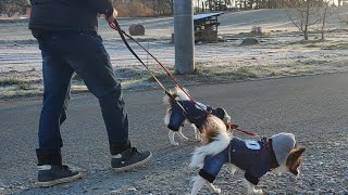 12/10 am7:20厳しい冬の朝散歩-5℃。激怒されるパピヨン子犬