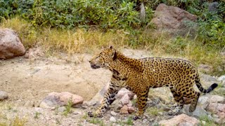 Northern Jaguar Project  -  Diana Hadley