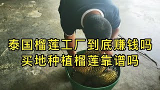 在泰国开榴莲工厂到底赚钱吗，买地种榴莲到底靠谱吗