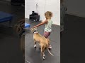 tiny humans u0026 big pups how this 40lb kid masters walking a 60lb dog