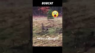 What a Scary Scream from Bobcats!!!
