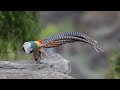 courting dance of lady amherst pheasant