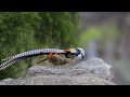 courting dance of lady amherst pheasant