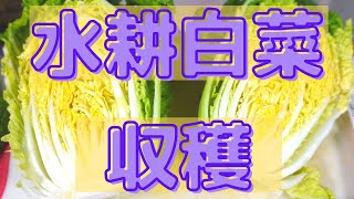 【野菜の水耕栽培】水耕栽培でミニ白菜を収穫してみた