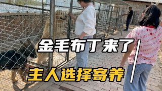 金毛主人因院子拆迁，将狗狗寄养到养犬兄弟这里，源于一份信任