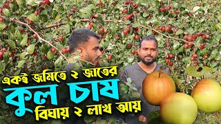 একই জমিতে ভারত সুন্দরী ও বল সুন্দরী কুল চাষ করে বিঘায় ২ লাখ আয় | উদ্যোক্তার খোঁজে