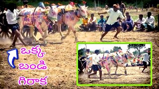 Indian bulls ఒక్క బండి గిరిక పోటీలు