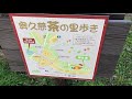 奥久慈の茶畑🍵茨城県大子町