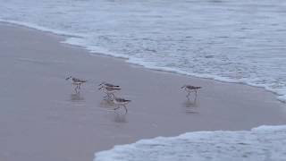 ミユビシギ（Sanderling)の足は２本ではない @Islas  Galápagos