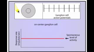 Receptive Fields final