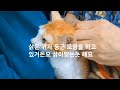 고양이천적