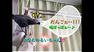 鳩ぽっぽぉ～♪、だんごぉ～！！！よく喋る、ヨウムのるいちゃん