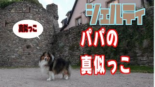 【シェルティ】仕事するふりの上手い犬【フランス田舎暮らし🇫🇷】