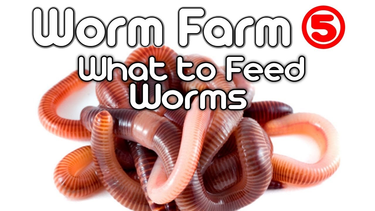 Worm Farm 5 - (What To Feed Worms) - YouTube