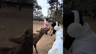 [海外の反応] 外国人観光客が鹿に口からビスケットを与えている。| nara deer  #deerpark