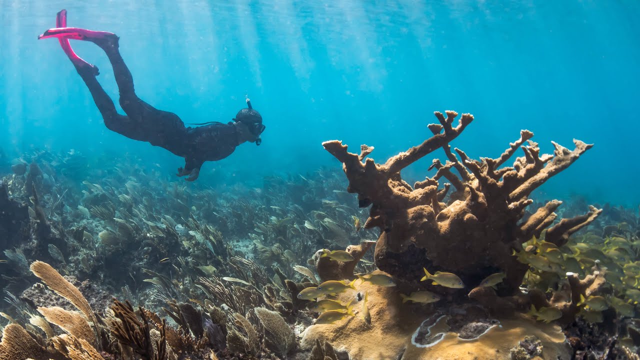 Cuba's Coral Reefs - YouTube