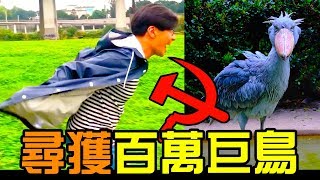 【珍奇異獸】意外尋獲一隻價值百萬的都市巨鳥！從未見過的奇行種｜反正我很閒