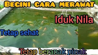 CARA MERAWAT INDUKAN IKAN NILA