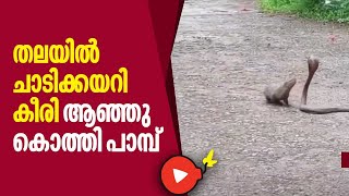 പാമ്പിന്റെ തലയിൽ ചാടിക്കയറി കീരി, ആഞ്ഞുകൊത്തി പാമ്പ് | Snake and Mongoose