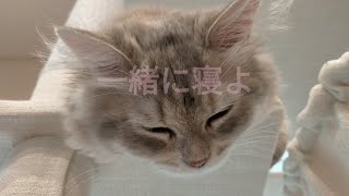 【ラガマフィン】一緒に、うたた寝しましょう【猫】