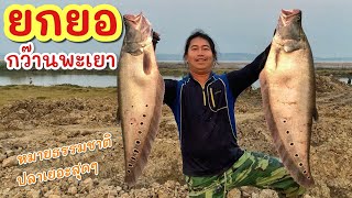 ยกยอ กว๊านพะเยา ►Fishing lifestyle Ep.794