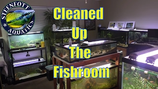 Finally Clean.. For Now 🐠 Snails 🐠 Golden Dwarf Cichlid 🐠 A Day in the Fishroom 🐠