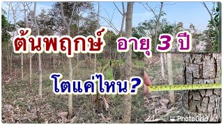 ต้นพฤกษ์ อีทึก ซึก อายุ 3 ปี โตแค่ไหน? น่าปลูกไหม?