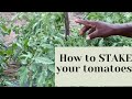 HOW TO STAKE YOUR TOMATOES