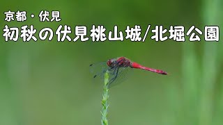 ９月の伏見桃山城・北堀公園。虫や鳥の声が聞こえる静かな雰囲気で癒される！