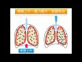 恆定性 人類的呼吸構造與呼吸運動