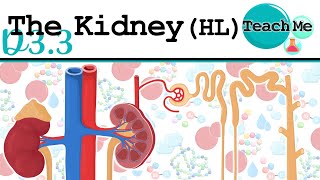 (D3.3) - Homeostasis - IB Biology (HL)