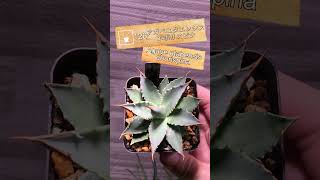 【今日のアガベ】アガベエボリスピナ Agave utahensis eborispina【実生記録126】