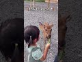 🦌宜蘭最親子友善的互動式動物園，2歲以下免門票📍星夢森林劇場 寶寶 cute 育兒 baby 育兒好物 親子景點 親子 旅遊