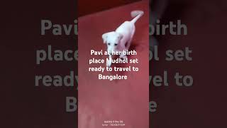 Pavi is set ready to travel from Mudhol to Bangalore #mudholhound #doglover #dogs #dogshorts #dog