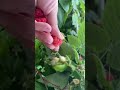 #22 Enjoy beautiful nature with cozy courtyard #harvesting #shorts #raspberry