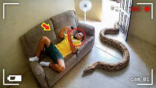 Terrifying Snake Encounters Caught on Camera
