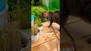 癌でも頑張ってお外出てます#ねこ #ねこ動画 #シニア猫 #shortsvideo #猫闘病中 #扁平上皮癌 #shorts #short