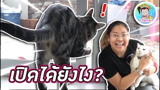 ทดสอบ !! แมว เปิดประตู เอง ได้ไหม?? ตามไปดู !! l By แมวปาปาภา