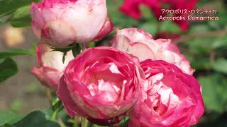 華やかなフランスのバラ　バラ図鑑　Ornate french roses the largest rose gardens in the world