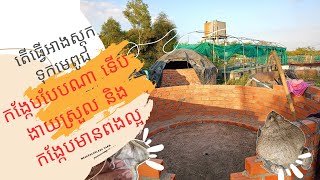 តើរៀបអាងស្តុកមេពូជកង្កែបបែបណាទើបងាយស្រួល និង​មាន​ពងល្អ? Best method for frog broodstock storage.