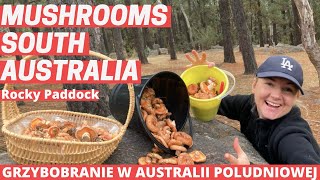 Grzybobranie w Australii Południowej - Mushrooms in South Australia